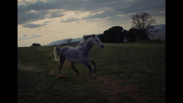 Video Reference: Horse, Cloud, Sky, Ecoregion, Tree, Plant, Grass, Natural landscape, Landscape, Grassland