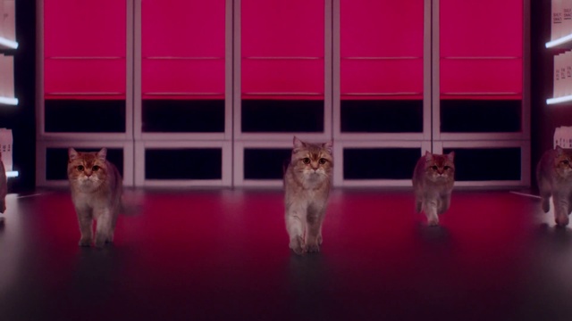 Video Reference: Cat, Felidae, Carnivore, Small to medium-sized cats, Interior design, Whiskers, Pink, Wood, Window, Floor