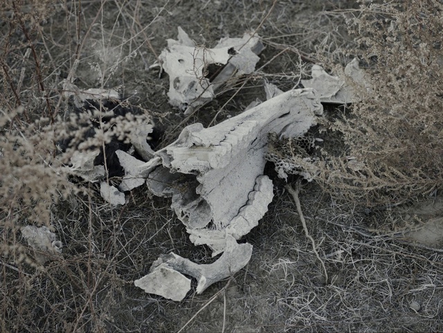 Video Reference: Wood, Twig, Grass, Monochrome photography, Plant, Soil, Groundcover, Monochrome, Petal, Trunk