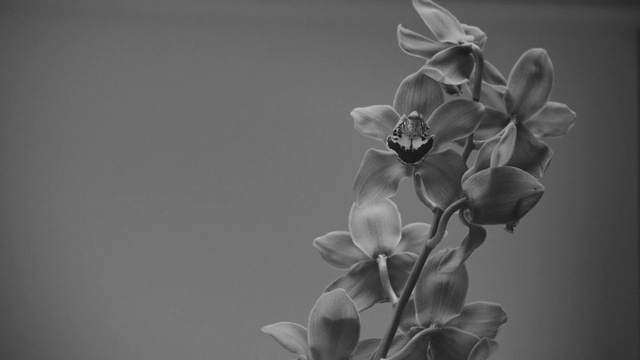 Video Reference: Flower, Petal, Terrestrial plant, Twig, Plant, Flowering plant, Pedicel, Monochrome photography, Art, Monochrome