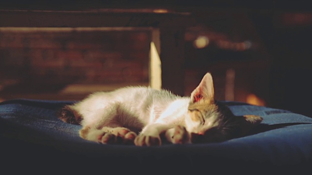 Video Reference: Cat, Comfort, Wood, Fawn, Carnivore, Felidae, Dog breed, Tail, Whiskers, Paw