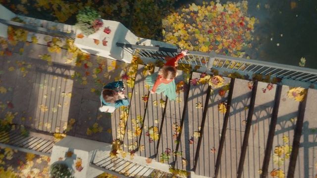 Video Reference: Plant, Tree, Yellow, Fence, Wood, Home fencing, Event, Leisure, Flower, Metal