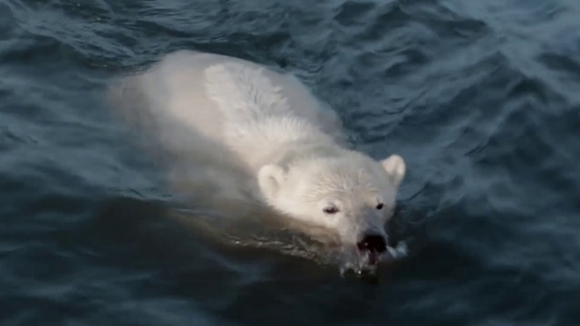 Video Reference: Water, Polar bear, Eye, Liquid, Carnivore, Fluid, Body of water, Terrestrial animal, Drink, Polar ice cap