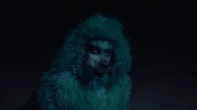 Video Reference: dog, close-up, portrait, dark background, blue lighting, costume, wig, pet, animal, studio shot, dramatic, fur, face