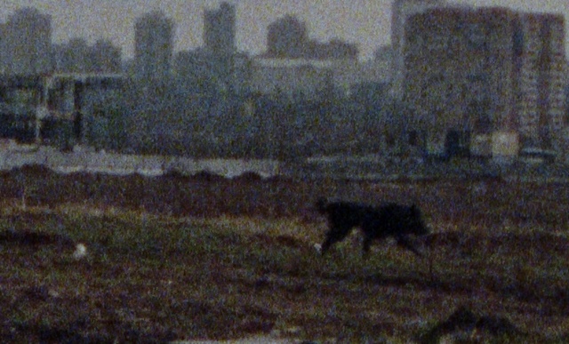 Video Reference: Water, Building, Atmospheric phenomenon, Art, Grass, Painting, City, Wildlife, Precipitation, Grassland