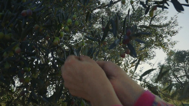 Video Reference: Sky, People in nature, Gesture, Sunlight, Thumb, Tree, Finger, Grass, Nail, Twig