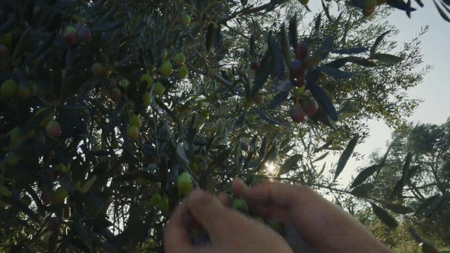 Video Reference: Flower, Sky, Gesture, Plant, Terrestrial plant, Tree, Flowering plant, Twig, Fruit tree, Forest