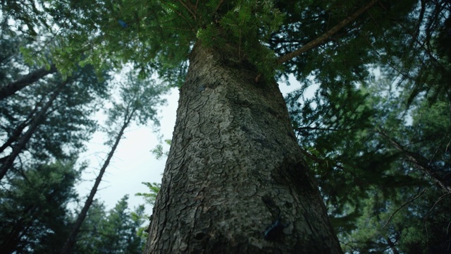 Video Reference: Tree, Terrestrial plant, Trunk, Wood, Natural landscape, Plant, Trunk, Sky, Deciduous, Temperate broadleaf and mixed forest