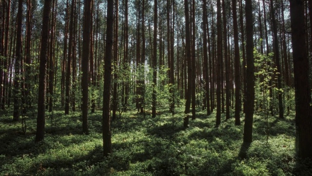 Video Reference: Plant, Natural landscape, Wood, Terrestrial plant, Tree, Trunk, Larch, Deciduous, Grass, Landscape