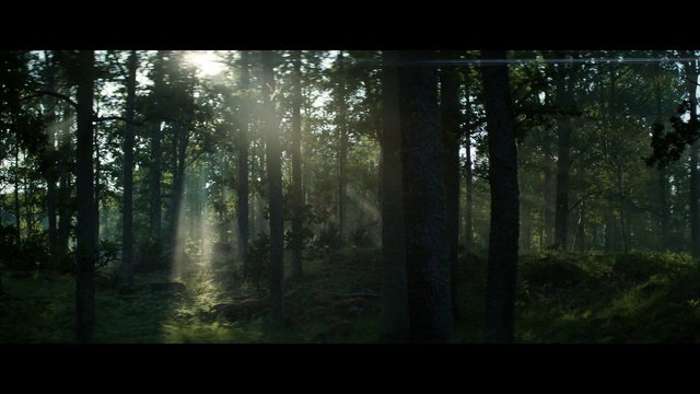 Video Reference: Plant, Atmosphere, Natural landscape, Wood, Terrestrial plant, Trunk, Tree, People in nature, Sky, Atmospheric phenomenon