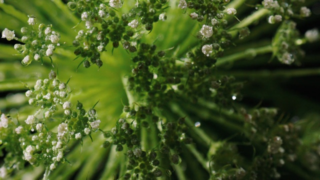 Video Reference: Plant, Leaf, Botany, Terrestrial plant, Flower, Grass, Flowering plant, Close-up, Shrub, Evergreen