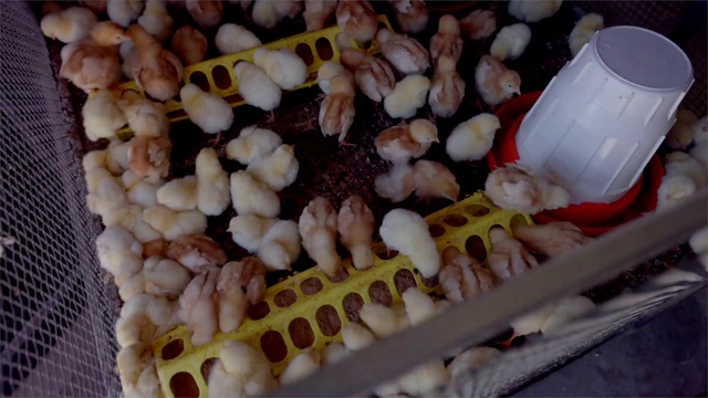 Video Reference: Food, Ingredient, Natural foods, Cuisine, Dish, Plant, Gas, Produce, Plastic bottle, Local food