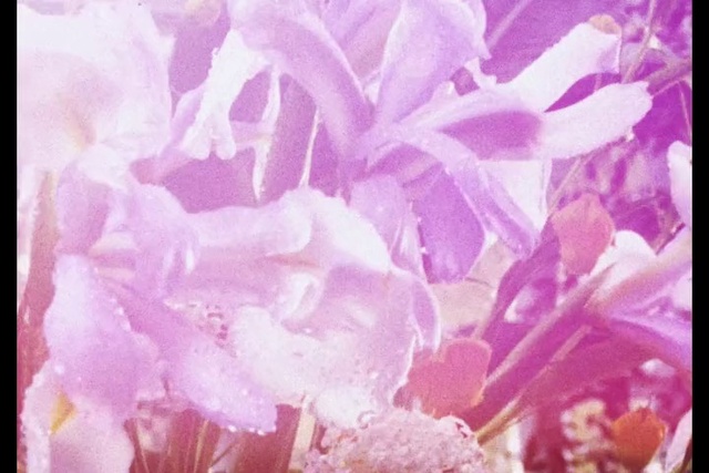 Video Reference: Flower, Purple, Petal, Violet, Organism, Pink, Magenta, Flowering plant, Blossom, Font