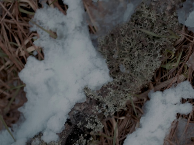 Video Reference: Snow, Twig, Plant, Freezing, Grass, Wood, Frost, Winter, Tree, Soil
