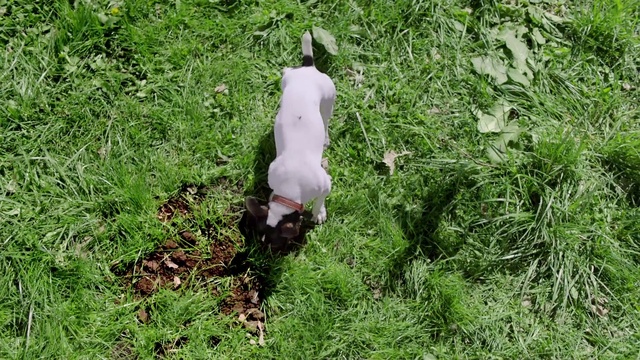 Video Reference: Plant community, Plant, People in nature, Fawn, Grass, Groundcover, Shrub, Meadow, Grassland, Grass family