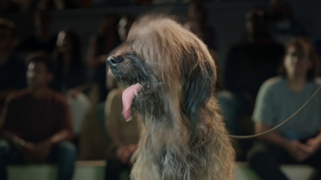 Video Reference: Dog, Dog breed, Carnivore, Companion dog, Snout, Event, Toy dog, Sporting Group, Fur, Terrier