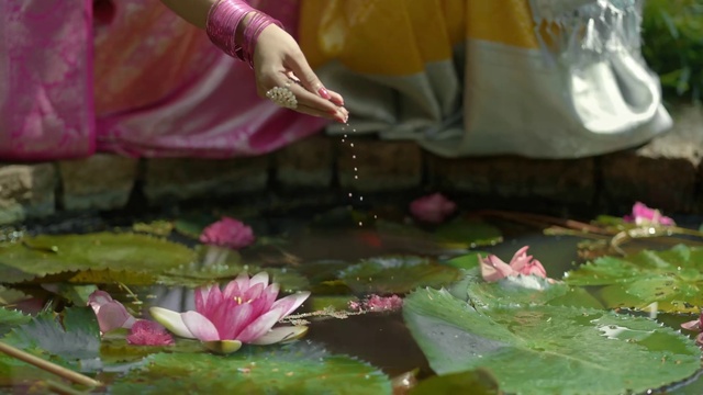 Video Reference: Flower, Plant, Green, Botany, Petal, Lotus, Sacred lotus, Terrestrial plant, Organism, Pink