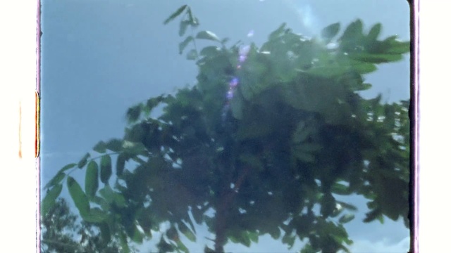 Video Reference: Sky, Nature, Organism, Rectangle, Twig, Tints and shades, Terrestrial plant, Leaf vegetable, Electric blue, Evergreen