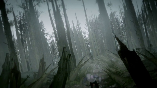 Video Reference: Plant, Water, Branch, Wood, Terrestrial plant, Natural landscape, Atmospheric phenomenon, Grass, Tree, Fog