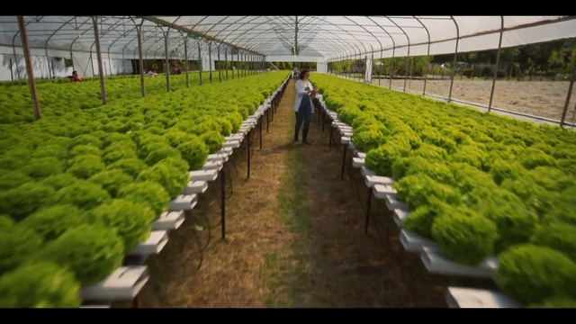 Video Reference: Plant, Greenhouse, Agriculture, Grass, Groundcover, Shrub, Hedge, Landscape, Plantation, Field