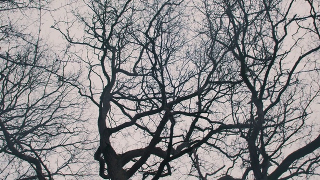 Video Reference: Trunk, Twig, Tree, Sky, Natural landscape, Tints and shades, Deciduous, Monochrome photography, Monochrome, Plant