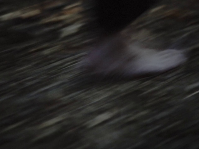 Video Reference: Grey, Wood, Flooring, Sky, Cloud, Hardwood, Pattern, Electric blue, Fur, Wood flooring