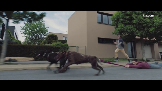 Video Reference: Dog, Building, Plant, Window, Cloud, Tree, Carnivore, Working animal, Dog breed, Sky