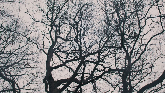 Video Reference: Twig, Trunk, Natural landscape, Tree, Tints and shades, Deciduous, Monochrome photography, Monochrome, Sky, Plant stem