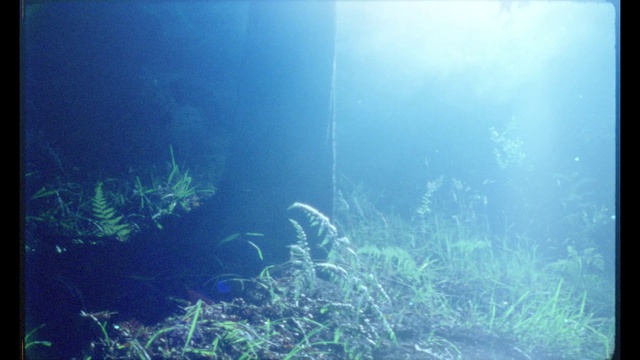 Video Reference: Water, Plant, Underwater, Organism, Terrestrial plant, Sunlight, Sky, Marine biology, Grass, Electric blue