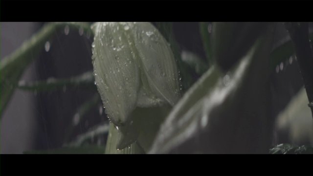 Video Reference: flower, bud, raindrops, rain, macro, close-up, plant, greenery, nature, wet, garden, flora