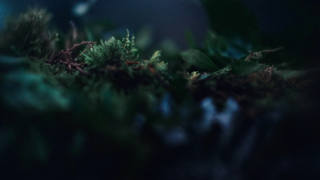 Video Reference: Water, Terrestrial plant, Plant, Sky, Twig, Natural landscape, Wood, Grass, Landscape, Evergreen