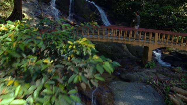 Video Reference: Plant, Water, Natural landscape, Wood, Tree, Terrestrial plant, Grass, Landscape, Groundcover, Formation