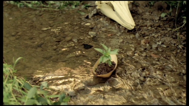 Video Reference: Plant, Flower, Houseplant, Terrestrial plant, Grass, Tree, Soil, Flowering plant, Flowerpot, Wood