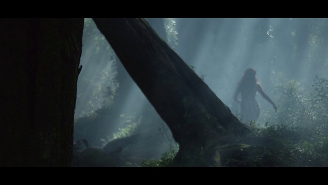 Video Reference: Plant, Geological phenomenon, Tree, Darkness, Forest, Font, Landscape, Midnight, Jungle, Glacial landform