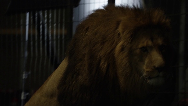 Video Reference: Felidae, Lion, Masai lion, Carnivore, Big cats, Whiskers, Mane, Terrestrial animal, Fur, Wood