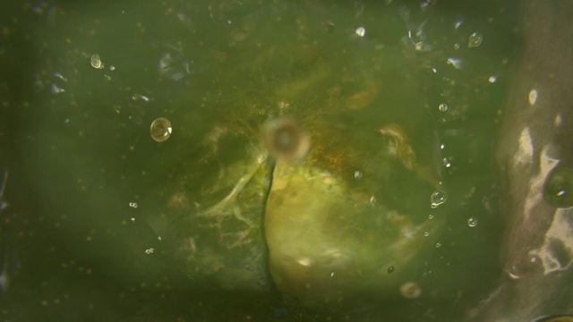 Video Reference: Plant, Liquid, Terrestrial plant, Aquatic plant, Moisture, Water, Algae, Close-up, Marine biology, Grass