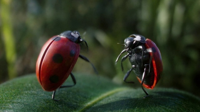 Video Reference: Insect, Arthropod, Plant, Beetle, Pest, Terrestrial plant, Invertebrate, Parasite, Red bugs, Wildlife