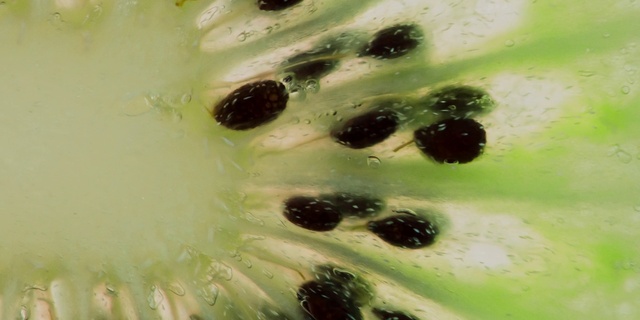 Video Reference: Plant, Organism, Fruit, Insect, Natural foods, Close-up, Macro photography, Ant, Produce, Pollen