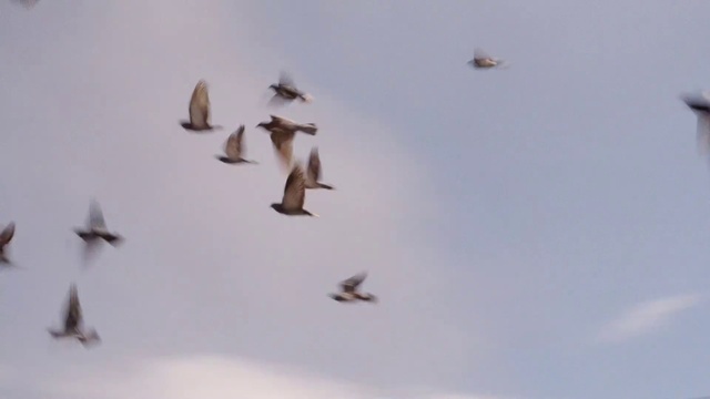 Video Reference: Bird, Sky, Vertebrate, Cloud, Beak, Animal migration, Wing, Bird migration, Flock, Seabird