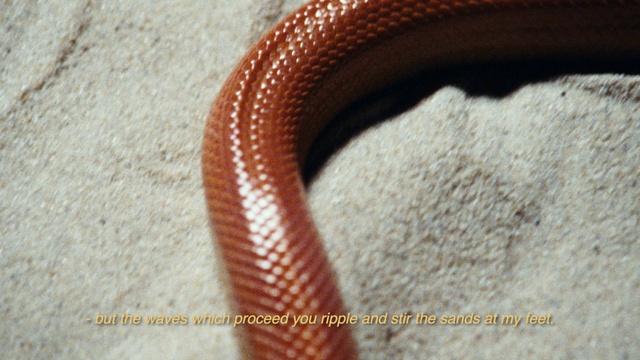 Video Reference: Scaled reptile, Wood, Jewellery, Rope, Reptile, Basket, Fashion accessory, Pattern, Wool, Terrestrial animal