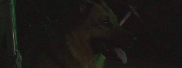 Video Reference: Dog breed, Carnivore, Dog, Working animal, Terrestrial animal, Terrestrial plant, Sporting Group, Event, Canidae, Darkness