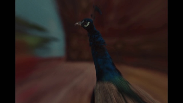 Video Reference: Bird, Peafowl, Eye, Phasianidae, Beak, Galliformes, Feather, Tail, Wing, Electric blue