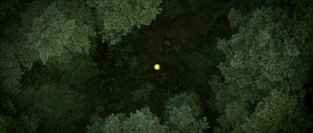 Video Reference: Plant, Natural landscape, Wood, Astronomical object, Terrestrial plant, Tree, Shrub, Trunk, Landscape, Grass