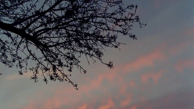 Video Reference: Cloud, Sky, Atmosphere, Natural landscape, Twig, Tree, Dusk, Animal migration, Tints and shades, Cumulus