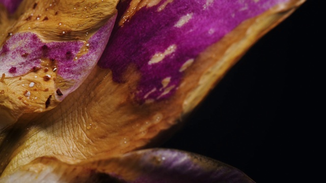 Video Reference: Plant, Purple, Petal, Violet, Water, Terrestrial plant, Flowering plant, Flower, Magenta, Human leg