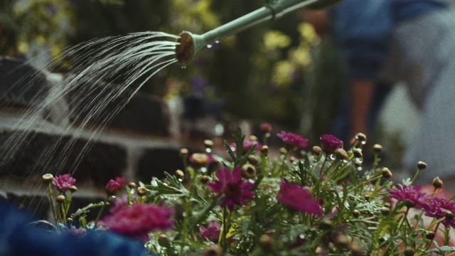 Video Reference: Flower, Plant, Water, Terrestrial plant, Grass, Petal, Flowering plant, Shrub, Annual plant, Landscape