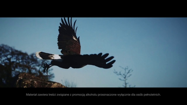 Video Reference: Sky, Bird, Accipitridae, Beak, Gesture, Feather, Sea eagle, Falconiformes, Adaptation, Bird of prey