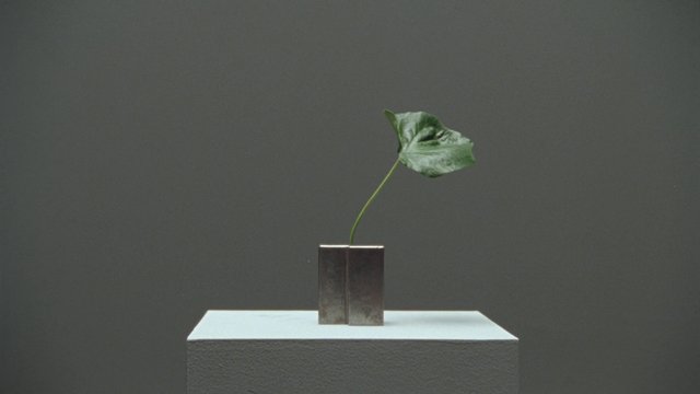 Video Reference: leaf, plant, minimalist, still life, pedestal, metal container, dark background, green, studio lighting, single object, artistic, simple composition