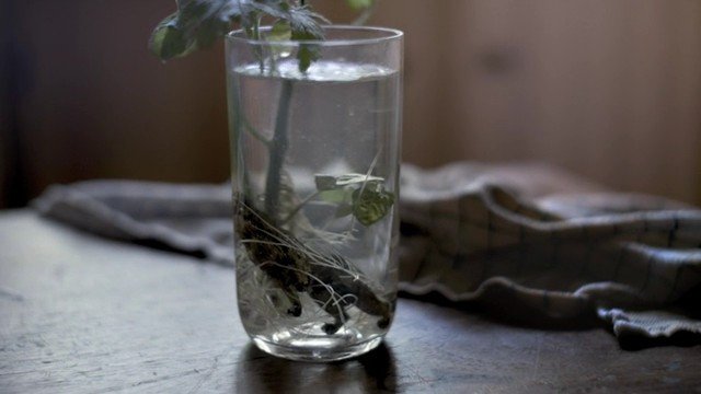 Video Reference: glass, water, plant, stem, leaves, table, wooden table, indoor, still life, close-up, clear glass, cloth, background blur
