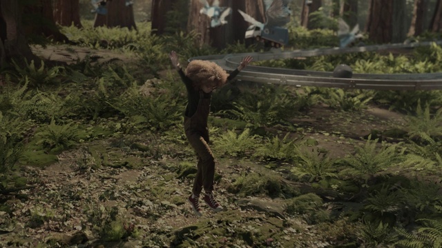 Video Reference: Plant, Plant community, Wood, Vegetation, Terrestrial plant, Biome, Fawn, Grass, Terrestrial animal, Landscape